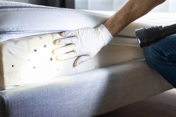 Trusted Franklin, GA Pest Control Experts