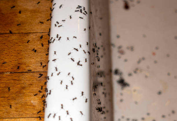 Best Exterminator Services  in Franklin, GA