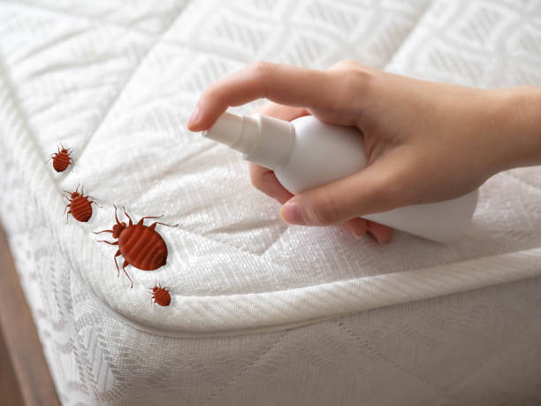 Best Spider Control Near Me  in Franklin, GA
