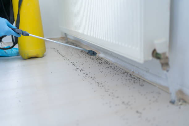 Best Ant Control Services  in Franklin, GA