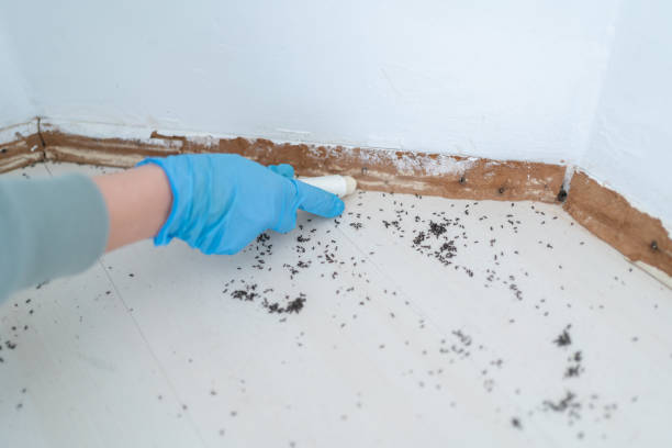 Best Mosquito Control Services  in Franklin, GA
